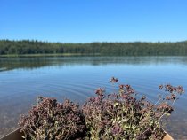 Душица (матрешка)