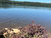 Душица (матрешка)