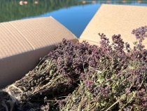 Душица (матрешка)