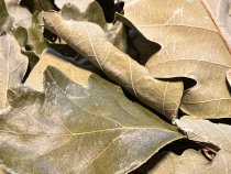 Веник дубовый 60см