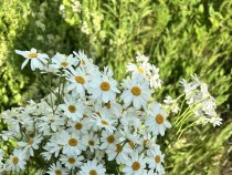 Ромашка лекарственная