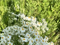 Ромашка лекарственная
