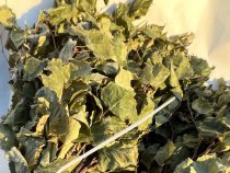 Березовые веники ИП хозмаг