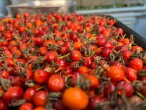 Шиповник сушёный