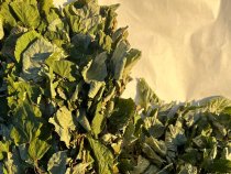 Липовый веник