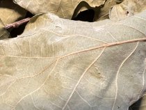 Веник дубовый 60см