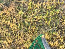 Быстроходы восточные