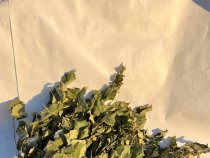 Березовые веники ИП хозмаг