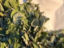 Липовый веник