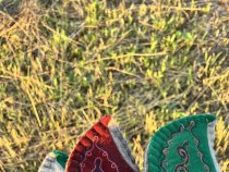 Быстроходы восточные