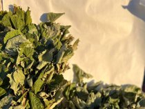 Липовый веник