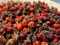 Шиповник сушёный