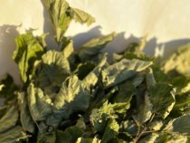 Липовый веник