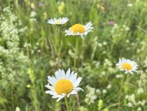Ромашка лекарственная