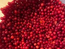 Калина мороженная 