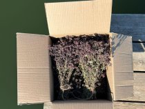 Душица (матрешка)