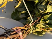 Липовый веник